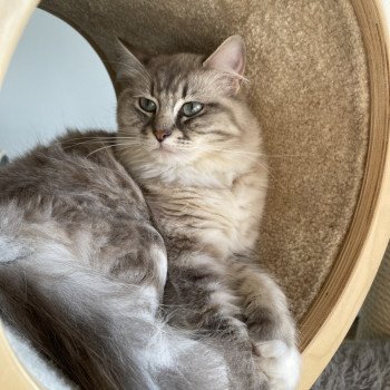 chat Ragdoll blue blotched tabby mink mitted ROMY Les Ragdolls De L'Eden du Gival