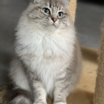 chat Ragdoll blue blotched tabby mink mitted ROMY L'Eden du Gival