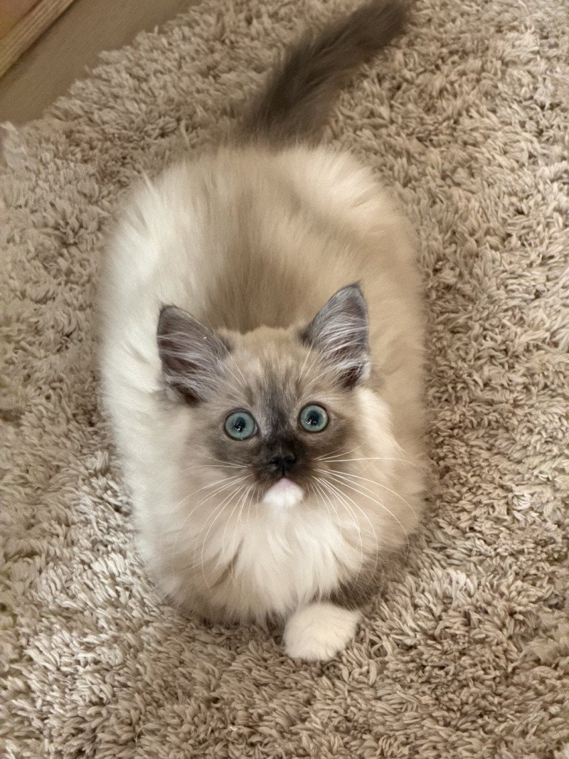 Ambre 2 de L'Eden du Gival Femelle Ragdoll