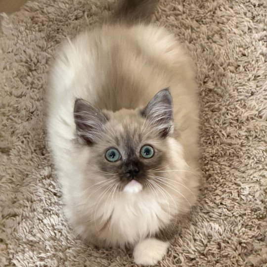 Ambre 2 de L'Eden du Gival Femelle Ragdoll