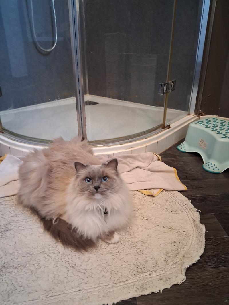 UZIA de L'Eden du Gival Femelle Ragdoll