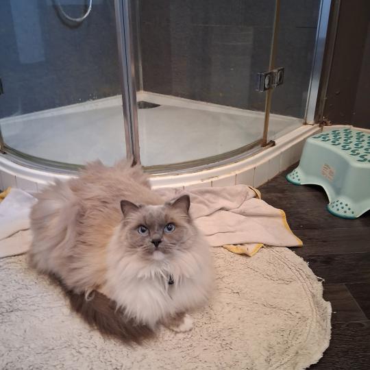 UZIA de L'Eden du Gival Femelle Ragdoll