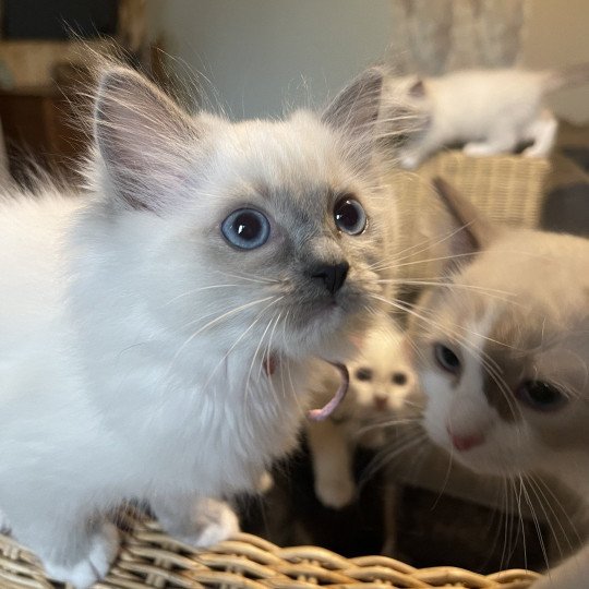 Uzia de L'Eden du Gival Femelle Ragdoll