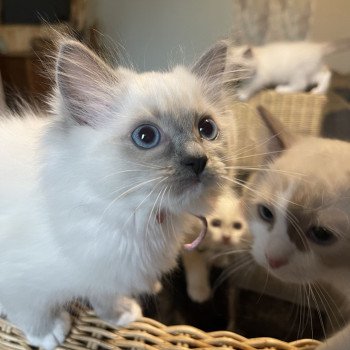 chaton Ragdoll blue point mitted Uzia EI L'Eden du Gival