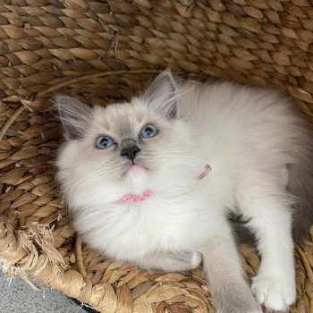 chaton Ragdoll blue point mitted Uzia EI L'Eden du Gival