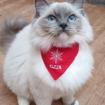 chaton Ragdoll blue point mitted Uzia EI L'Eden du Gival