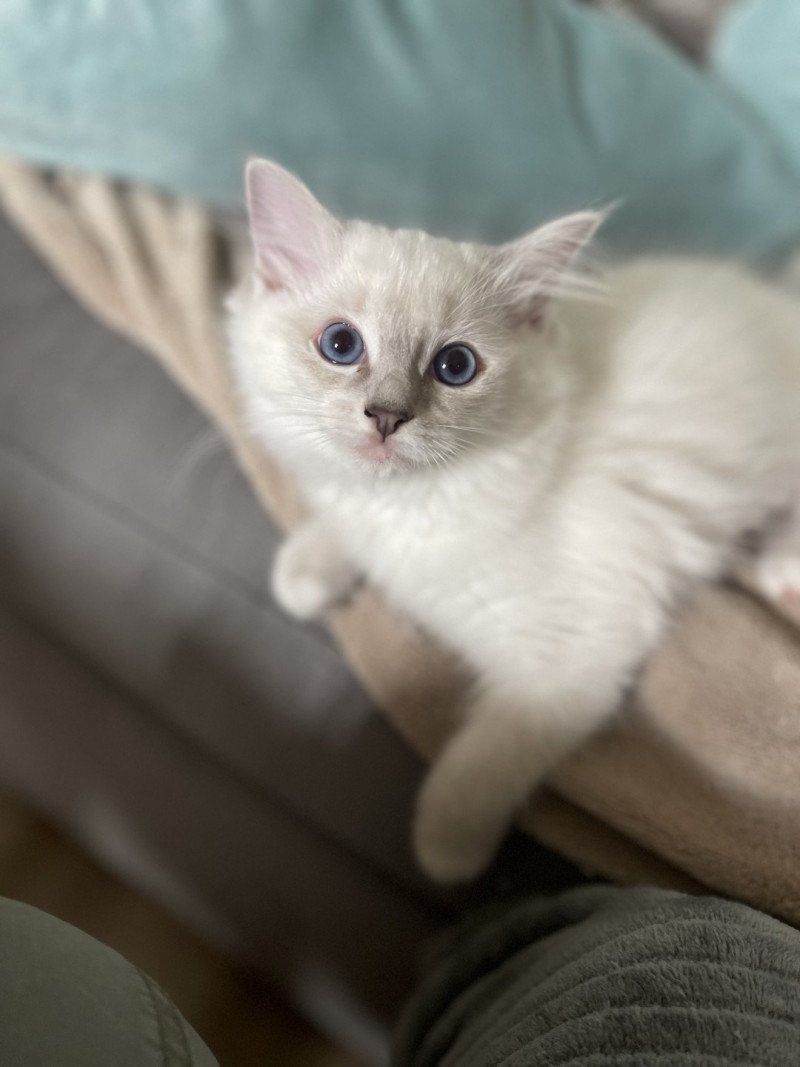 uma de L'Eden du Gival Femelle Ragdoll uma de L'Eden du Gival Femelle Ragdoll