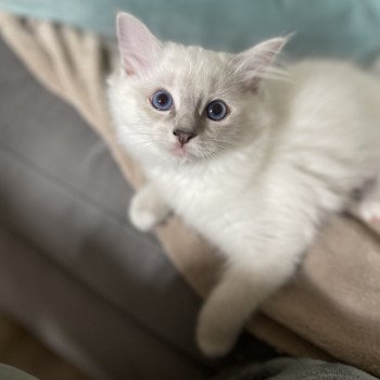 chaton Ragdoll blue tabby point mitted uma EI L'Eden du Gival