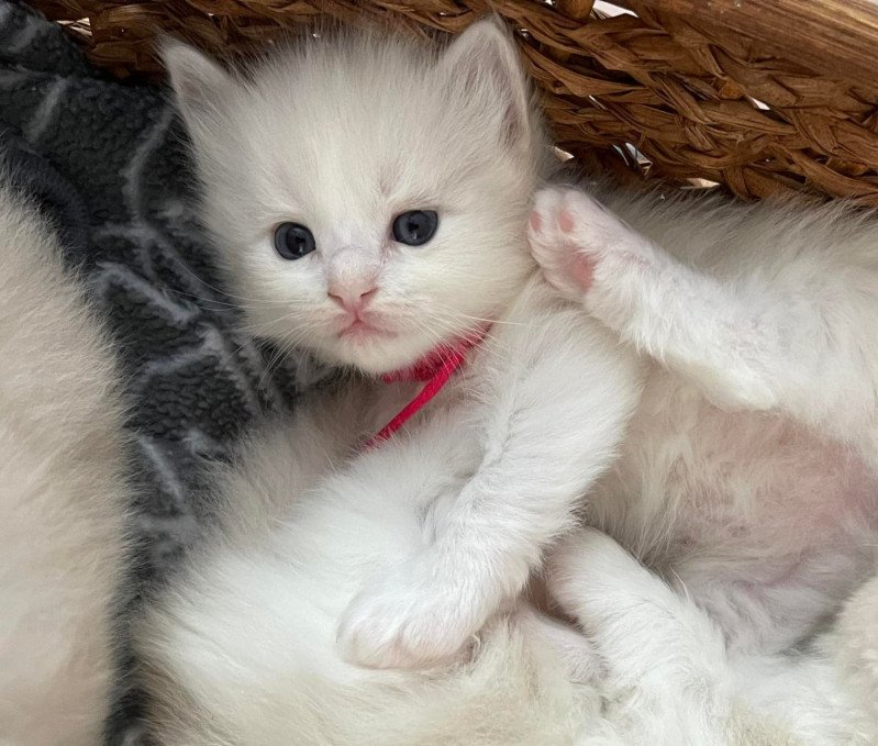 TOSCANE de L'Eden du Gival Femelle Ragdoll TOSCANE de L'Eden du Gival Femelle Ragdoll