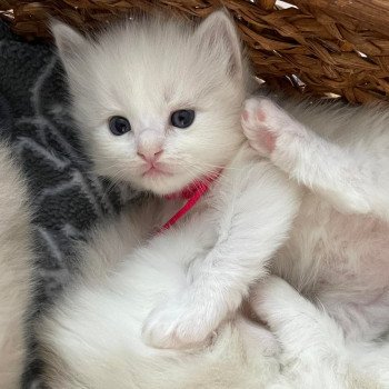 chaton Ragdoll lilac mink & blanc ROSE FONCE L'Eden du Gival