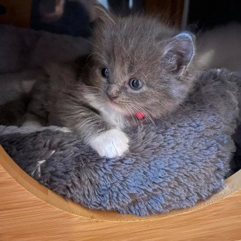 chaton Ragdoll blue mitted rose Les Ragdolls De L'Eden du Gival