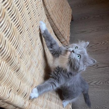 chat Ragdoll blue mitted SUBLIME L'Eden du Gival