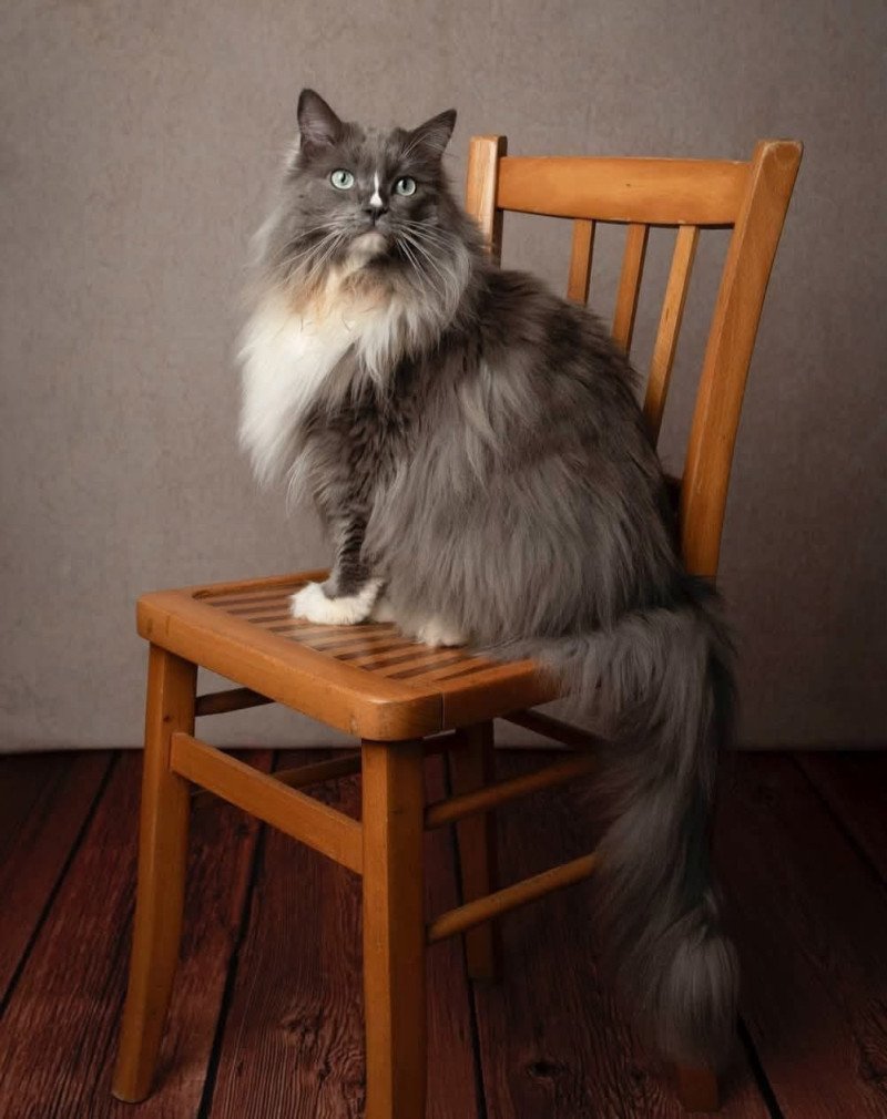 SHADO de L'Eden du Gival Mâle Ragdoll