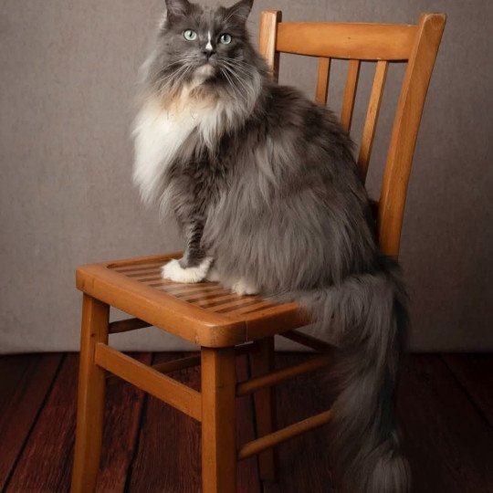 SHADO de L'Eden du Gival Mâle Ragdoll