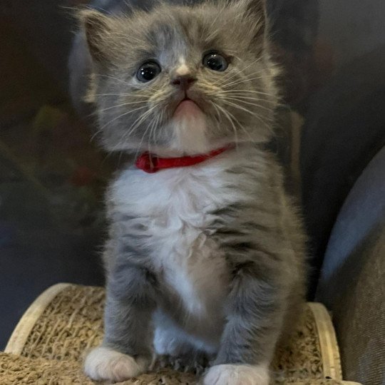 SHADO de L'Eden du Gival Mâle Ragdoll