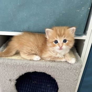 Zimba de L'Eden du Gival Mâle Ragdoll