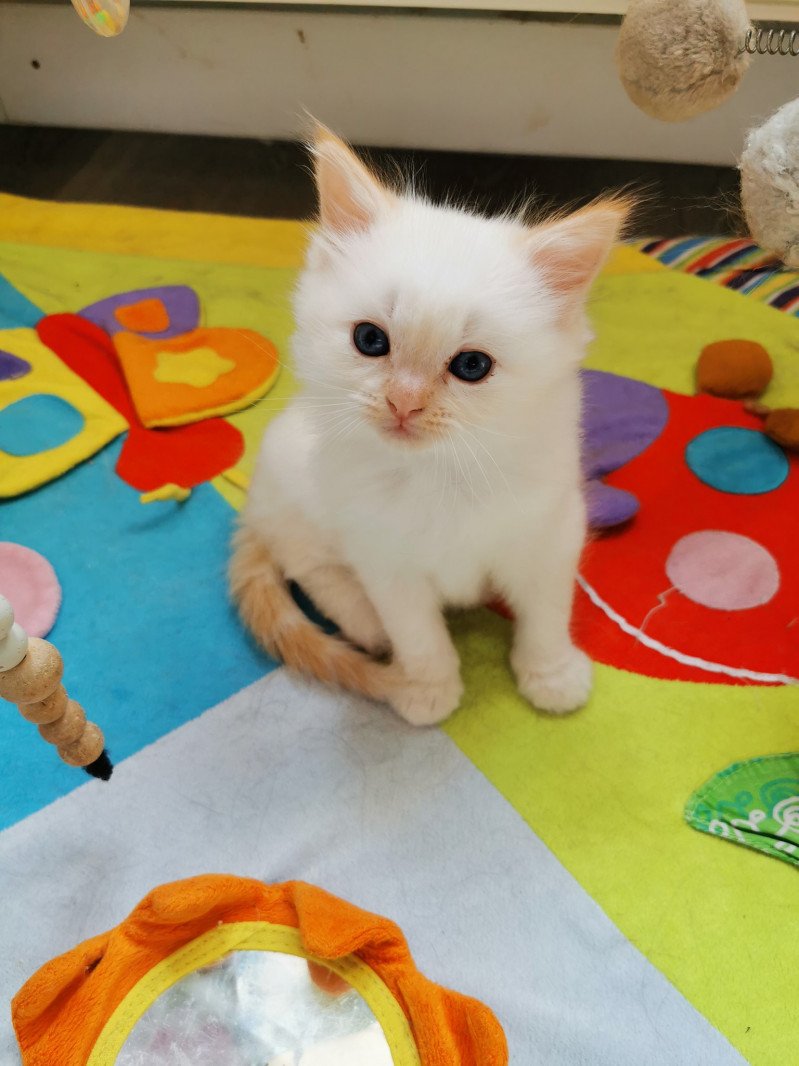SIR ANGELO de L'Eden du Gival Mâle Ragdoll
