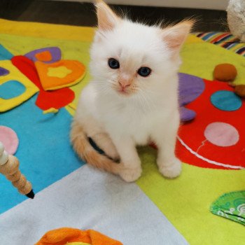 chaton Ragdoll red point mitted SIR ANGELO Les Ragdolls De L'Eden du Gival