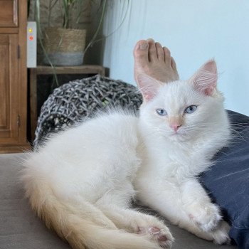 chaton Ragdoll red point mitted SIR ANGELO Les Ragdolls De L'Eden du Gival