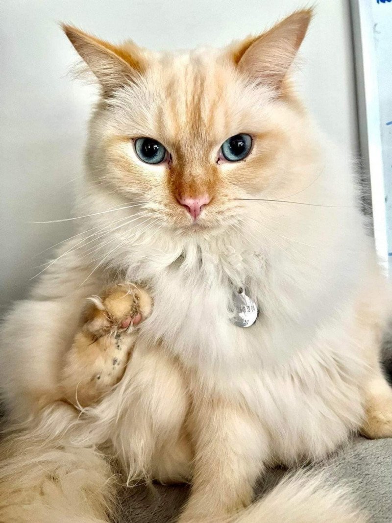 SIR ANGELO de L'Eden du Gival Mâle Ragdoll