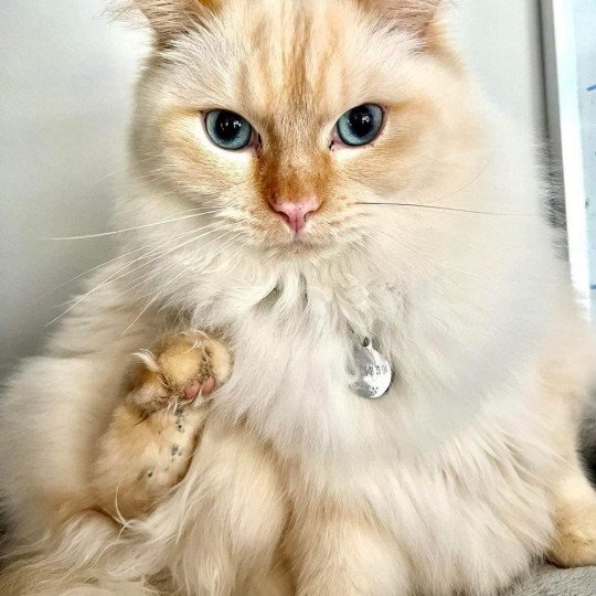 SIR ANGELO de L'Eden du Gival Mâle Ragdoll