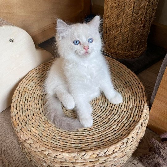 SAPHIR de L'Eden du Gival Mâle Ragdoll