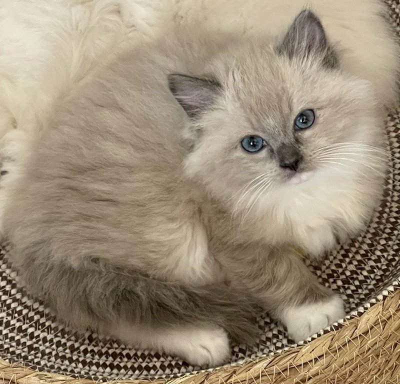 UMBERTO de L'Eden du Gival Mâle Ragdoll UMBERTO de L'Eden du Gival Mâle Ragdoll