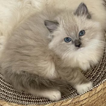 chat Ragdoll blue mink mitted UMBERTO EI L'Eden du Gival