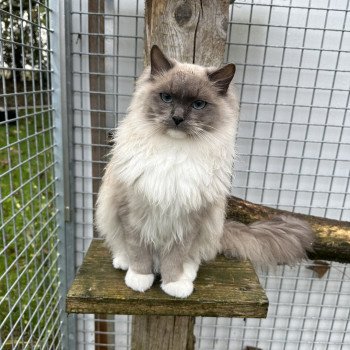 chat Ragdoll blue mink mitted UMBERTO EI L'Eden du Gival