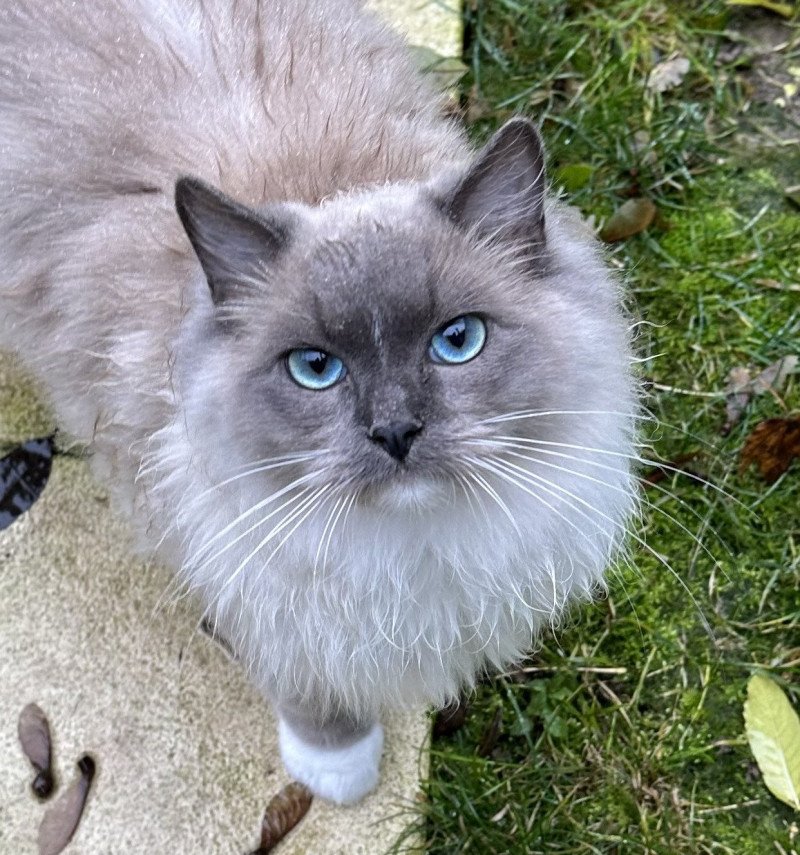 UMBERTO de L'Eden du Gival Mâle Ragdoll UMBERTO de L'Eden du Gival Mâle Ragdoll