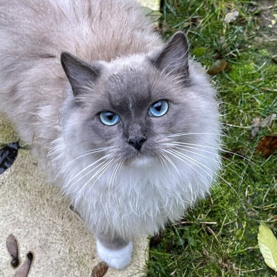 UMBERTO de L'Eden du Gival Mâle Ragdoll