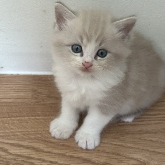 ZAG de L'Eden du Gival Mâle Ragdoll