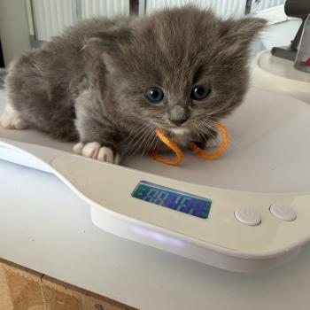 chaton Ragdoll blue mitted cllier orange EI L'Eden du Gival