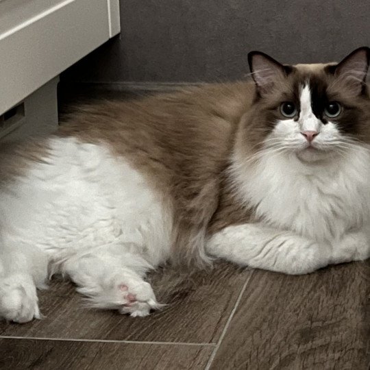 ULHANE de L'Eden du Gival Femelle Ragdoll