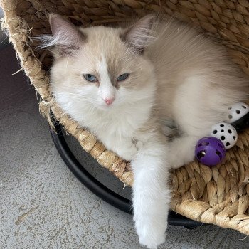 chaton Ragdoll cinnamon sepia & blanc U'Morgane EI L'Eden du Gival