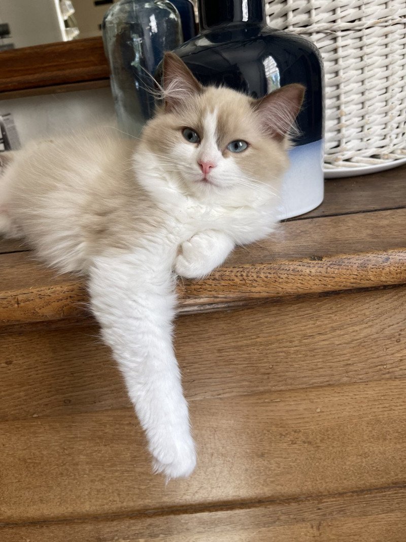 ULHANE de L'Eden du Gival Femelle Ragdoll ULHANE de L'Eden du Gival Femelle Ragdoll