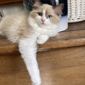 chaton Ragdoll cinnamon sepia & blanc U'Morgane EI L'Eden du Gival