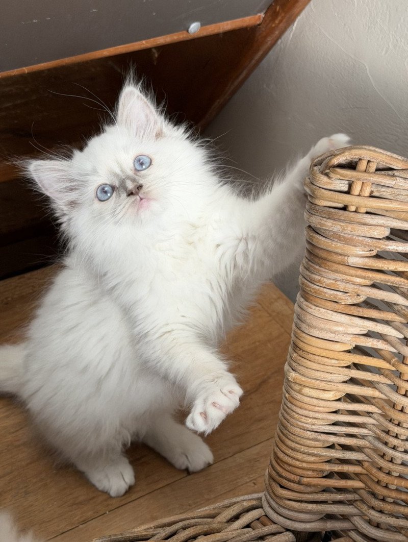 Adorable Bailey de L'Eden du Gival Femelle Ragdoll