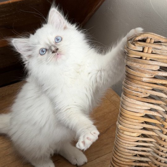 Adorable Bailey de L'Eden du Gival Femelle Ragdoll