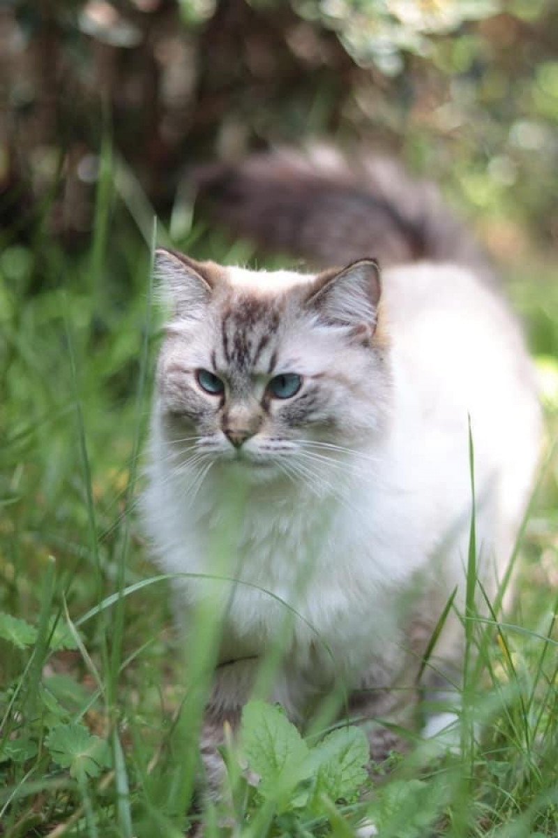 SNOW de L'Eden du Gival Femelle Ragdoll