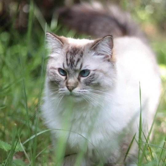 SNOW de L'Eden du Gival Femelle Ragdoll