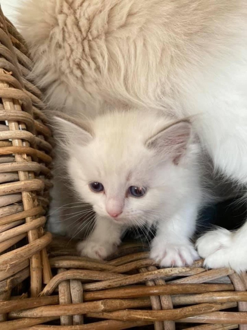 STAY de L'Eden du Gival Femelle Ragdoll