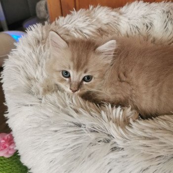 chaton Ragdoll blue tabby sepia SASHA Les Ragdolls De L'Eden du Gival