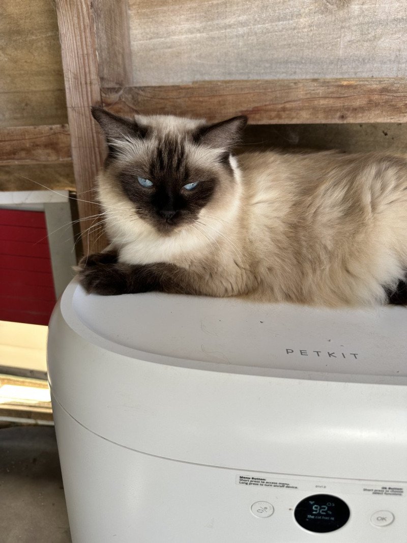 Seccotine de L'Eden du Gival Femelle Ragdoll