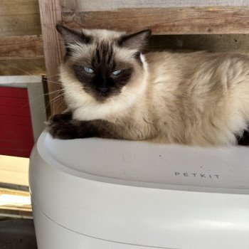 chat Ragdoll Seccotine EI L'Eden du Gival