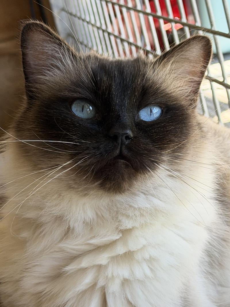 SECCOTINE Femelle Ragdoll