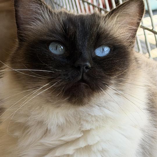 SECCOTINE Femelle Ragdoll