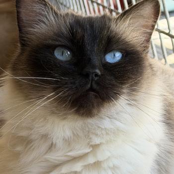 SECCOTINE Femelle Ragdoll