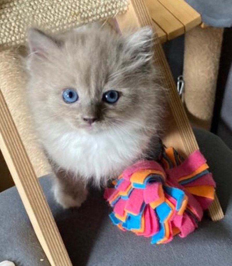 SWEET KATE de L'Eden du Gival Femelle Ragdoll SWEET KATE de L'Eden du Gival Femelle Ragdoll