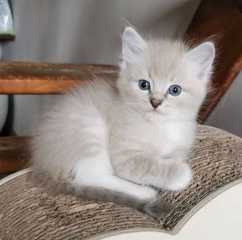 SKOL de L'Eden du Gival Mâle Ragdoll SKOL de L'Eden du Gival Mâle Ragdoll